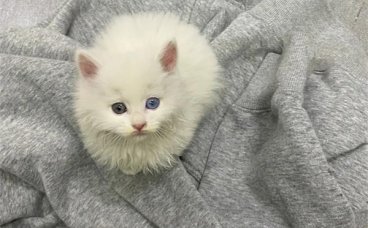 猫咪为什么会发出呼噜声？