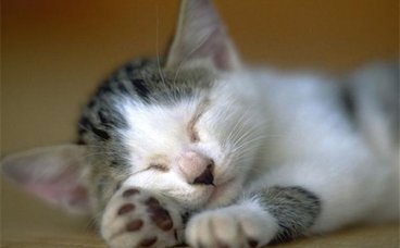 猫咪指甲分叉正常吗？