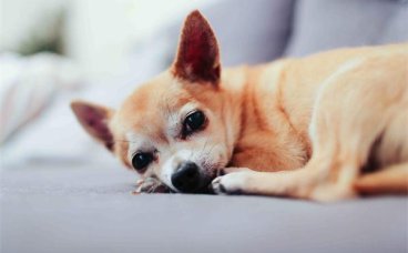 狗狗为什么会发生髋关节发育不良？