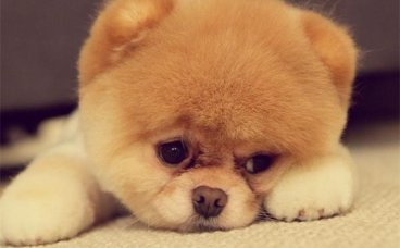 狗狗可以吃冰棍吗？