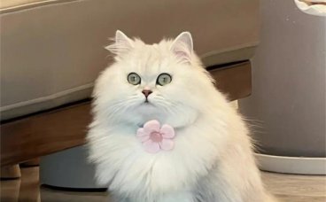 为什么波斯猫被称为猫中之王？