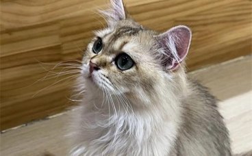 怎么根据猫咪的五官来辨别它们的性别？