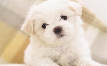 狗狗为什么不立耳？