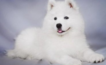 最贵的宠物身价世界十大最贵宠物