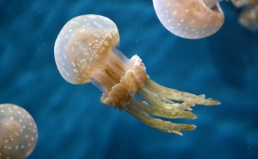 网红发光水母在夜市是否有竞争力？能赚钱吗？