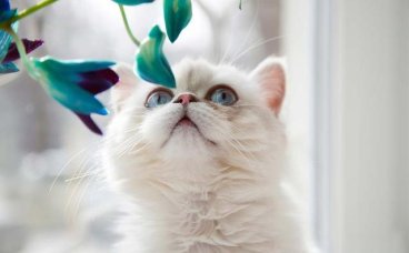 猫抓家具怎么办 如何防止猫乱抓家具