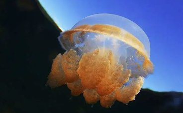 水母与海蛰的关系及蛰伤处理