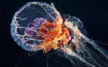 水母科普小百科