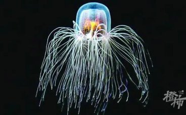 两年重生10次！科学家揭开“永生水母”遗传密码，人类长生不老的梦想有望成真吗？