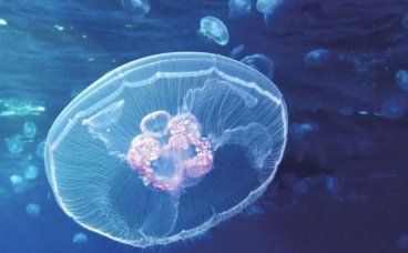 水母｜美丽的漂流者