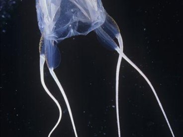 澳大利亚箱形水母图集
