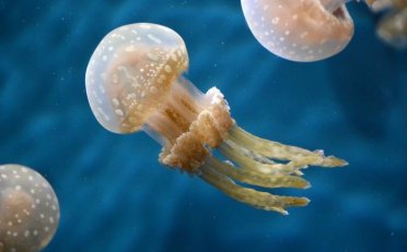 网红发光水母在夜市是否有竞争力？能赚钱吗？