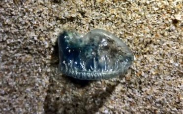 海边这种“塑料袋”有剧毒，严重可危及生命