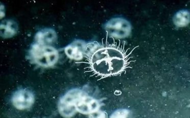 “水中大熊猫”桃花水母现身南京无想山天池，景区：游客可乘竹筏探寻