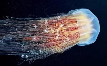 如何创业摆摊卖水母？技巧有哪些？