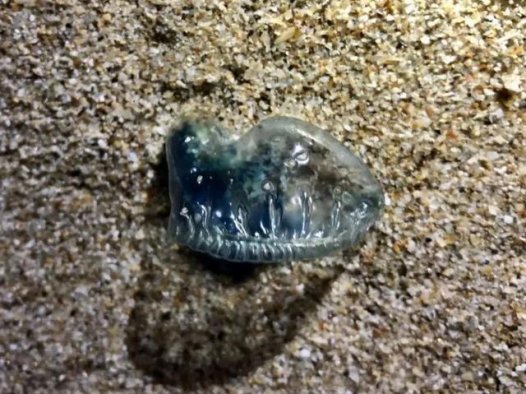 海边这种“塑料袋”有剧毒，严重可危及生命