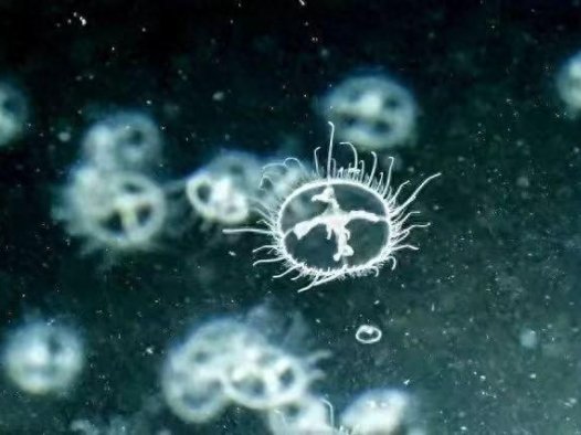 “水中大熊猫”桃花水母现身南京无想山天池，景区：游客可乘竹筏探寻