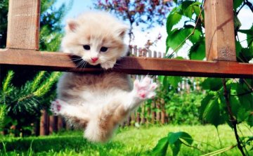 捡到小奶猫怎么办？