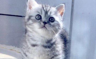 猫咪中暑的症状和治疗方法