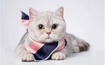 猫咪被抚摸背部时为什么会弓背？