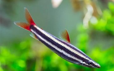 三角灯鱼可以和什么鱼混养？