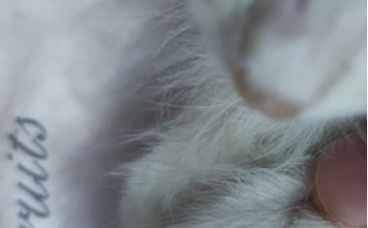 幼猫感染猫癣的已康复