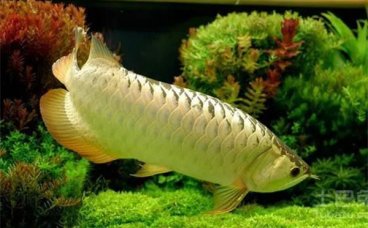 龙鱼适合和什么鱼混养？