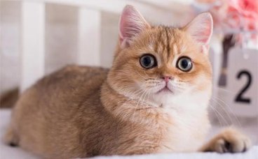 猫咪能区分男性和女性吗？