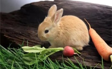 兔子一天要喂几次？