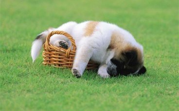 狗狗散步回来喘气很厉害正常吗？