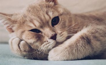 猫咪不喜欢被摸哪些部位？