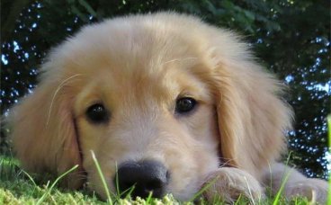 导盲犬是怎么训练出来的？