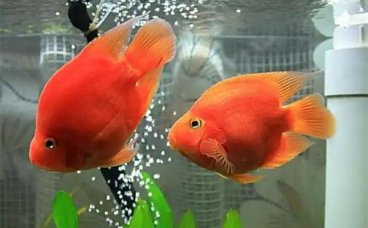 鱼缸的种类有哪些？