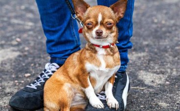 狗狗为什么喜欢闻主人的裤裆？