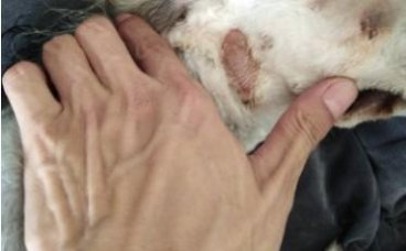 狗狗皮肤掉毛瘙痒已治愈