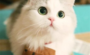 猫咪智商高的表现有哪些？