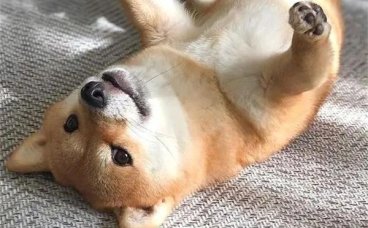 狗狗心虚会有哪些表现？