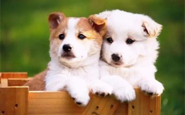 狗狗在什么情况下会吃醋？