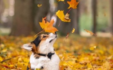 宠物皮肤癌的诊断及治疗方法