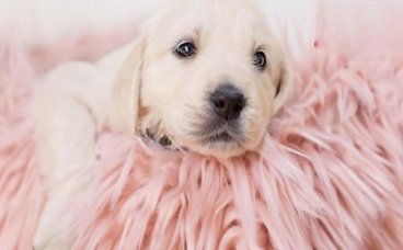 新手养狗要注意哪些问题？