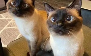 怎么对猫咪表达爱意呢？