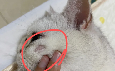 猫秃了一块不是猫癣？别太早下定论！