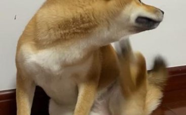 狗狗皮肤发痒一直挠，怎么帮它止痒？