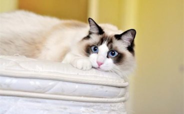 怎么样让猫咪晚上不闹腾？