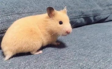 怎么让仓鼠信任自己？