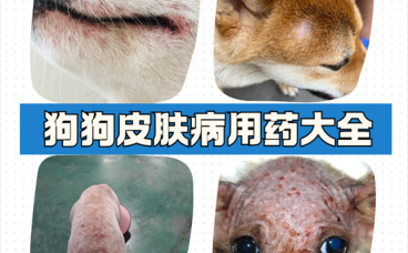 狗狗皮肤病建议用药，狗癣/湿疹/脓皮病/螨虫病用药百科