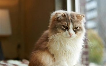 折耳猫吃什么可以预防软骨病？