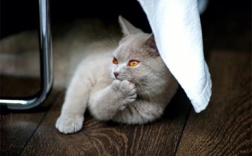 猫咪为什么喜欢捂着脸睡觉呢？