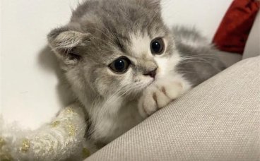 猫咪之间也有霸凌吗？