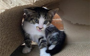 流浪猫蹭你代表什么？